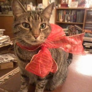 Meet your Posher, Hebrew